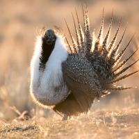 Sage grouse