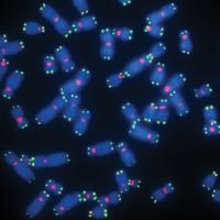 Telomeres
