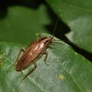 German cockroach