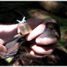 Hands hold a Leach's storm-petrel.