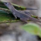 A female Anolis scriptus.