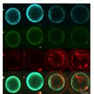Oocyte cells