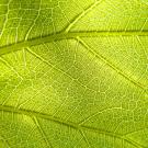 Leaf