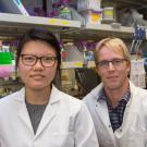 Sharon Lee, a Biochemistry, Molecular, Cellular and Developmental Biology graduate student, and Mark Huising, associate professor of neurobiology, physiology and behavior, study the cellular mechanisms of diabetes. David Slipher/UC Davis
