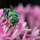 Orchid bee