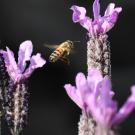 Understanding the history of honey bee lineages may help researchers ensure a successful future for this critical pollinator species. Kathy Keatley Garvey/UC Davis 