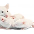 Mice