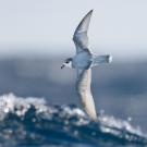 Some species of seabirds, including blue petrels, are particularly vulnerable to eating plastic debris at sea. Credit: J.J. Harrison.