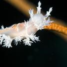 This Tritonia nudibranch found in the Red Sea may be chronically rare. This species is generally seen only once every few years. (Flickr/prilfish)