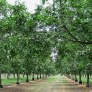 Scientists at the University of California, Davis, have for the first time sequenced the genome of a commercial walnut variety. 