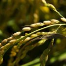 Close-up of golden rice grains growing on a stalk, surrounded by vibrant green leaves, bathed in warm sunlight.