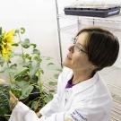 Plant biologist Stacey Harmer studies how sunflowers are able to follow the sun. Her new research shows that sunflowers respond to the sun through a previously unknown mechanism. (Sasha Bakhter, UC Davis College of Biological Sciences)