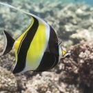A brightly colored Moorish idol fish with distinctive black, white, and yellow bands and a long trailing dorsal fin swims near a coral reef in clear tropical waters.