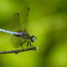 Blue dragonfly closeup