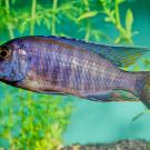 A vibrant blue cichlid fish with iridescent scales swims in a freshwater aquarium, surrounded by green aquatic plants against a turquoise background.