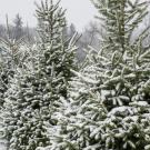 Snow-covered Christmas trees in a tree farm, with rows of evergreens blanketed in fresh white snow, surrounded by a backdrop of bare and evergreen trees under an overcast winter sky.