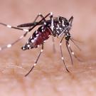 Close-up of a mosquito with black and white striped legs feeding on human skin, with its abdomen visibly engorged with blood.