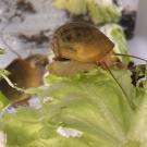 Golden apple snail eating lettuce in a lab setting; its eyes can regenerate, offering clues to restoring human vision.