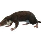 Illustration of prehistoric mammal