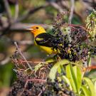 A brightly colored Western Tanager with a vivid orange-red head and yellow body perches among dark purple berries and green leaves on a bushy branch. The bird is facing left, partially obscured by the foliage.
