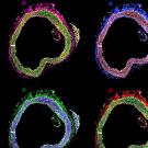 A grid of eight fluorescent images showing cross-sections of an aorta. Each section is highlighted with vibrant colors, including blue, green, red, and pink, representing different molecular or cellular markers. The sections are arranged in two rows, each with four columns, against a black background.