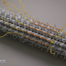 Graphic rendering of microtubule and tau protein